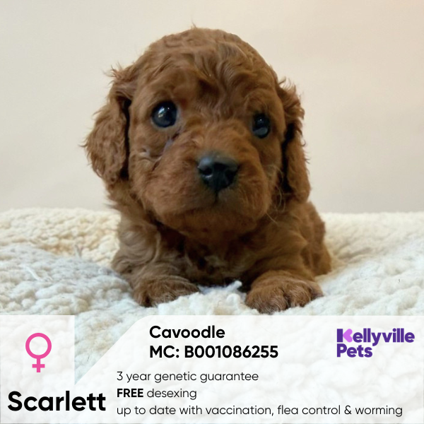 Scarlett