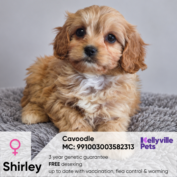 Shirley