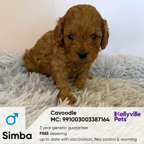 Simba