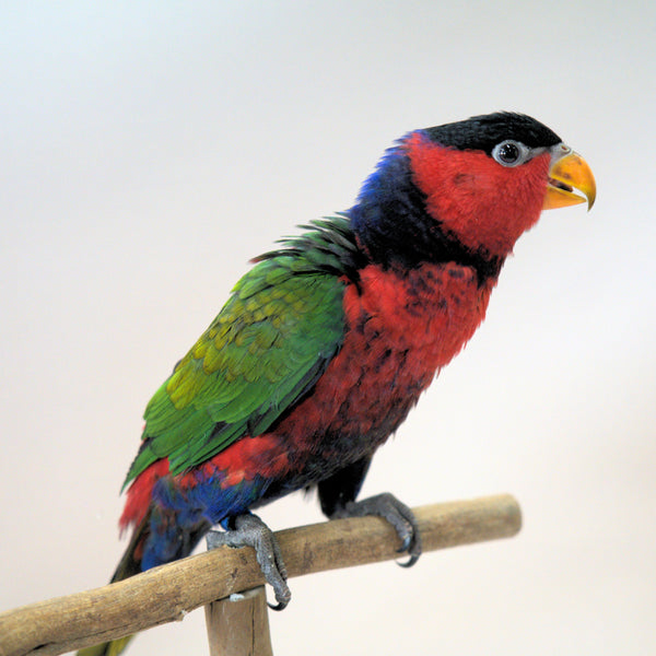 Meet Snickers, our Black-Capped Lory