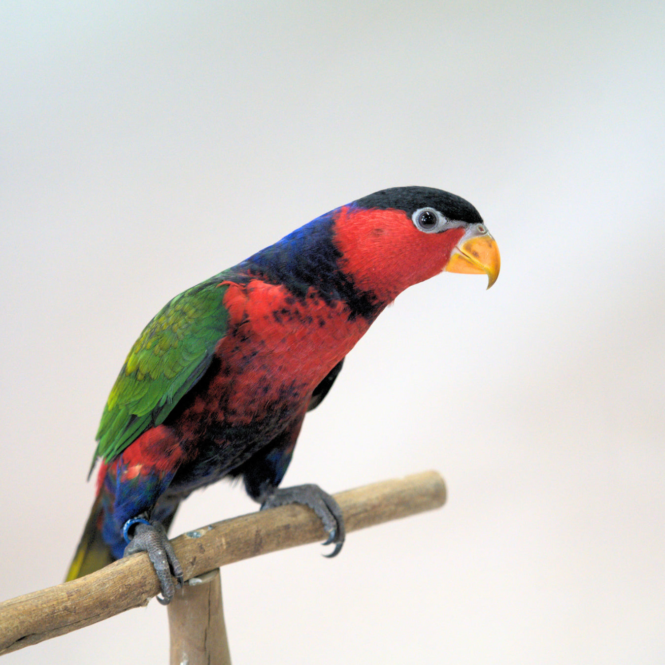 Meet Snickers, our Black-Capped Lory
