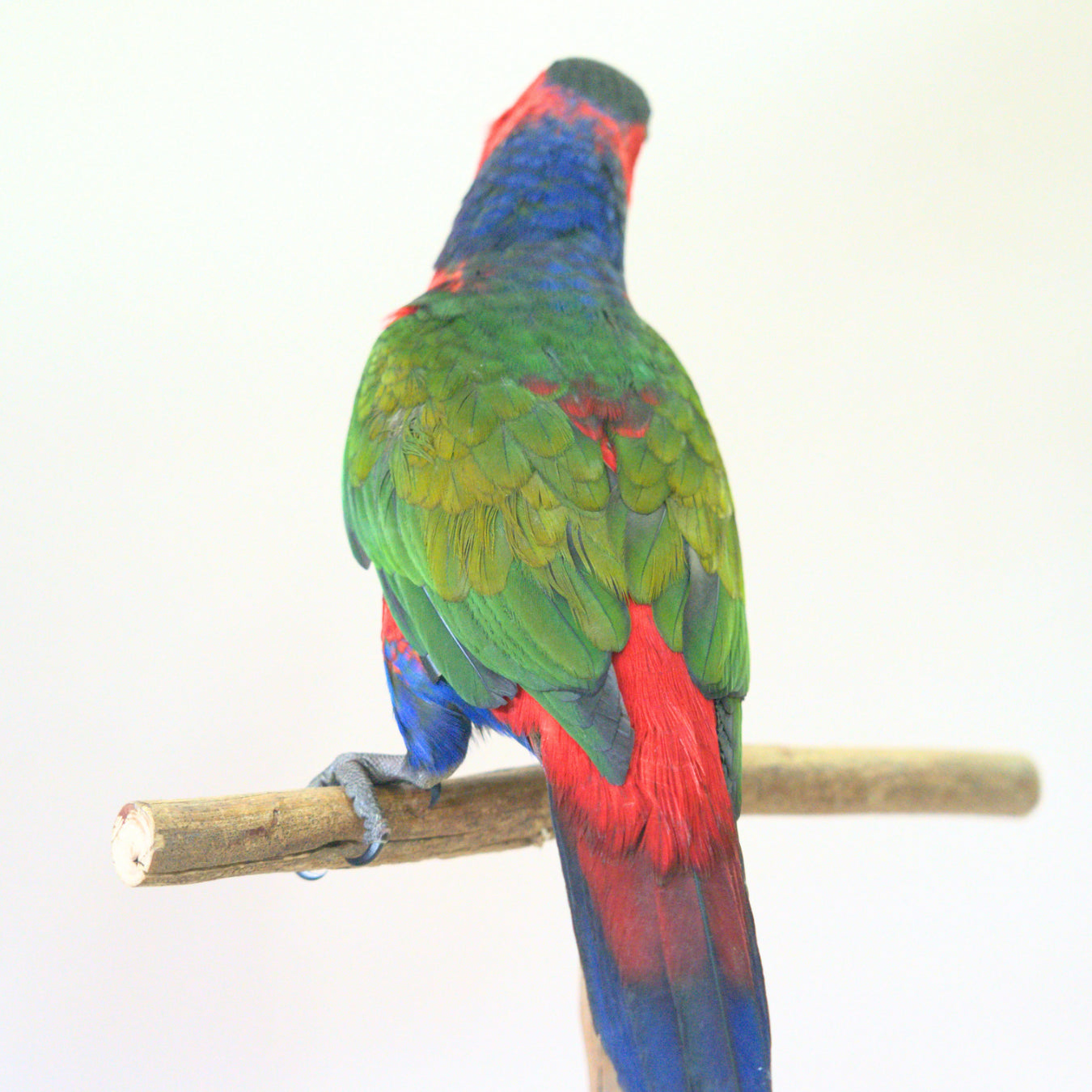 Meet Snickers, our Black-Capped Lory