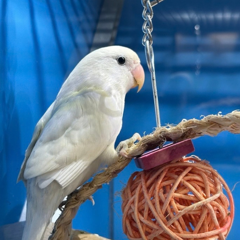 Snow, the Hand-Raised Lovebird