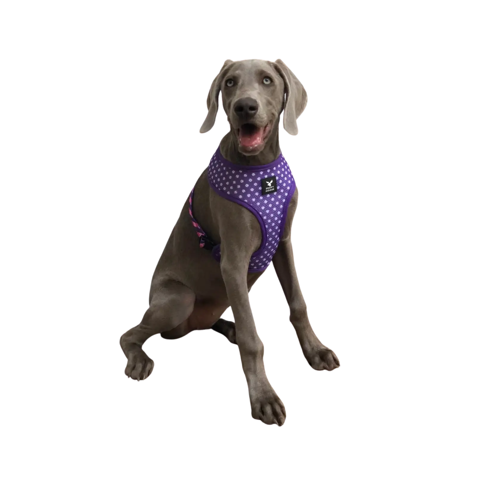 Soapy Moose Dog Harness - The Fashionista Soapy Moose