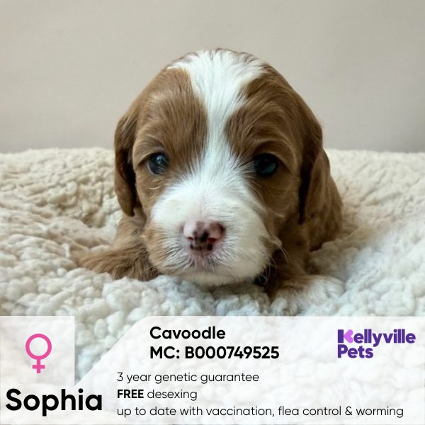 Sophia