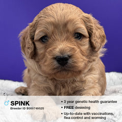 Spink the Cavoodle