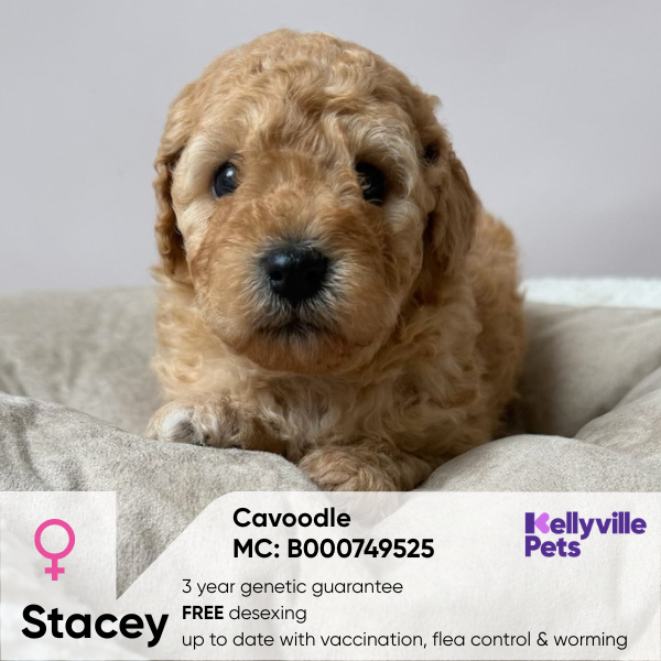 Stacey