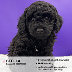 Stella the Poodle