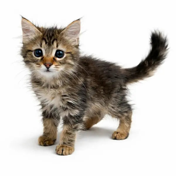 Stevie New Life Cats