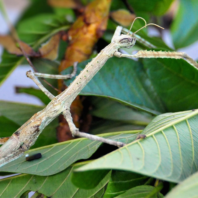 Strong Stick Insect