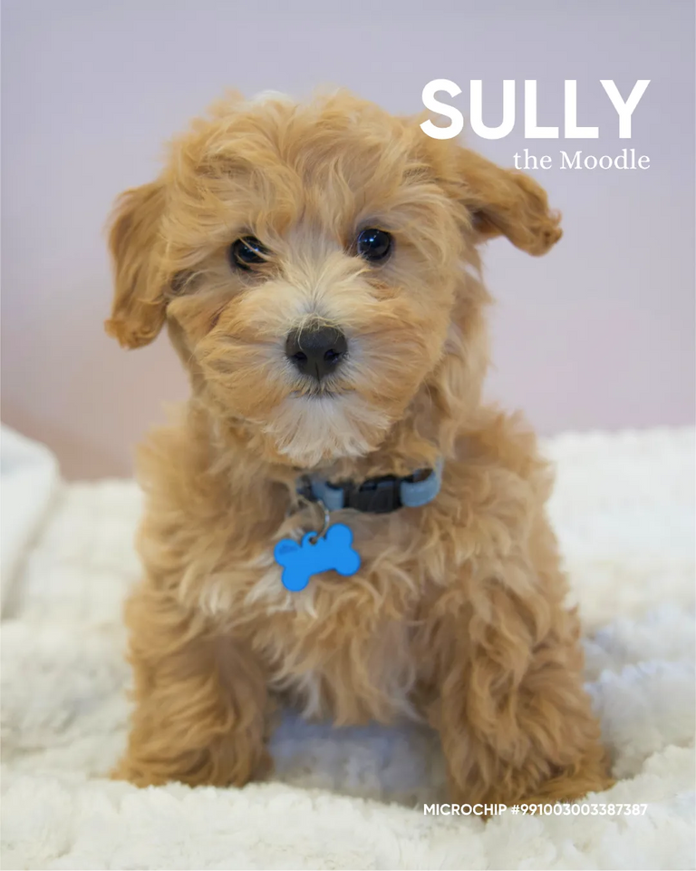 Sully