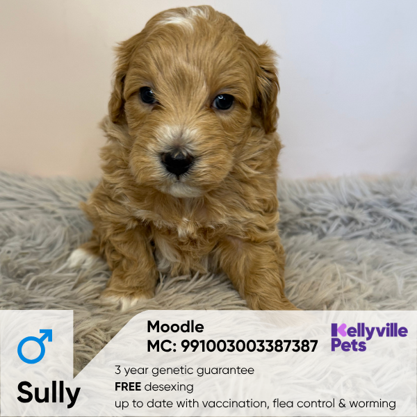 Sully