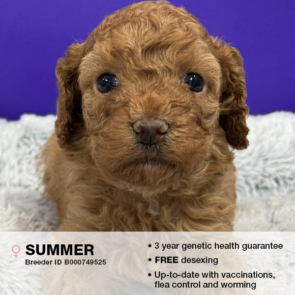 Summer the Cavoodle