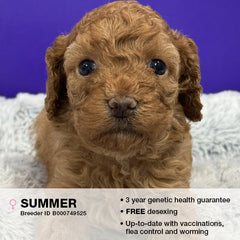 Summer the Cavoodle