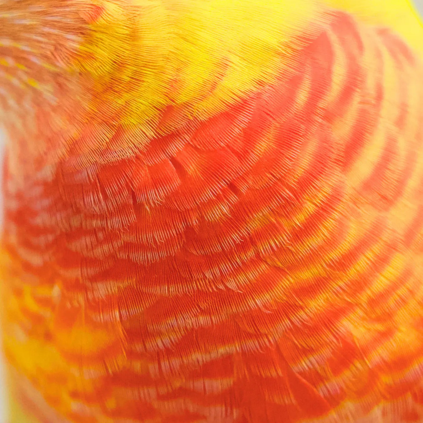 Sunshine & Sunbeam our Hand-Raised Lutino Rainbow Lorikeets