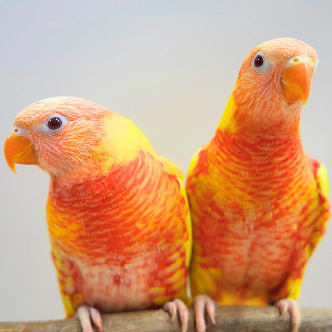 Sunshine & Sunbeam our Hand-Raised Lutino Rainbow Lorikeets