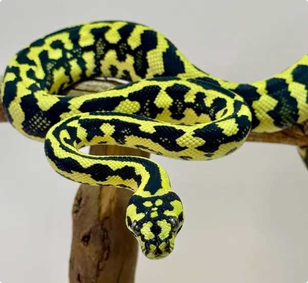 [TEST] [Generic Pets] Generic Product Title Kellyville Pets