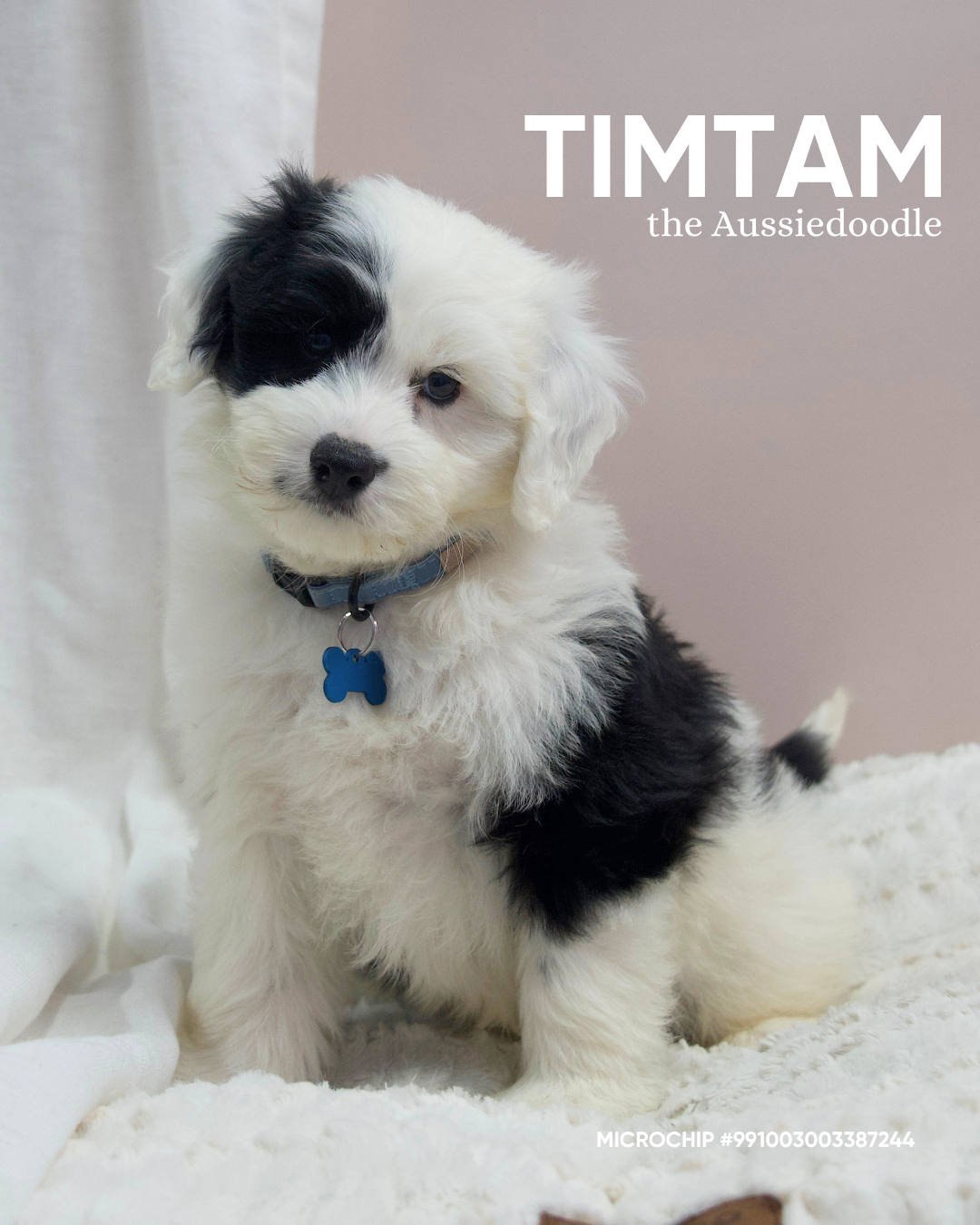 TimTam