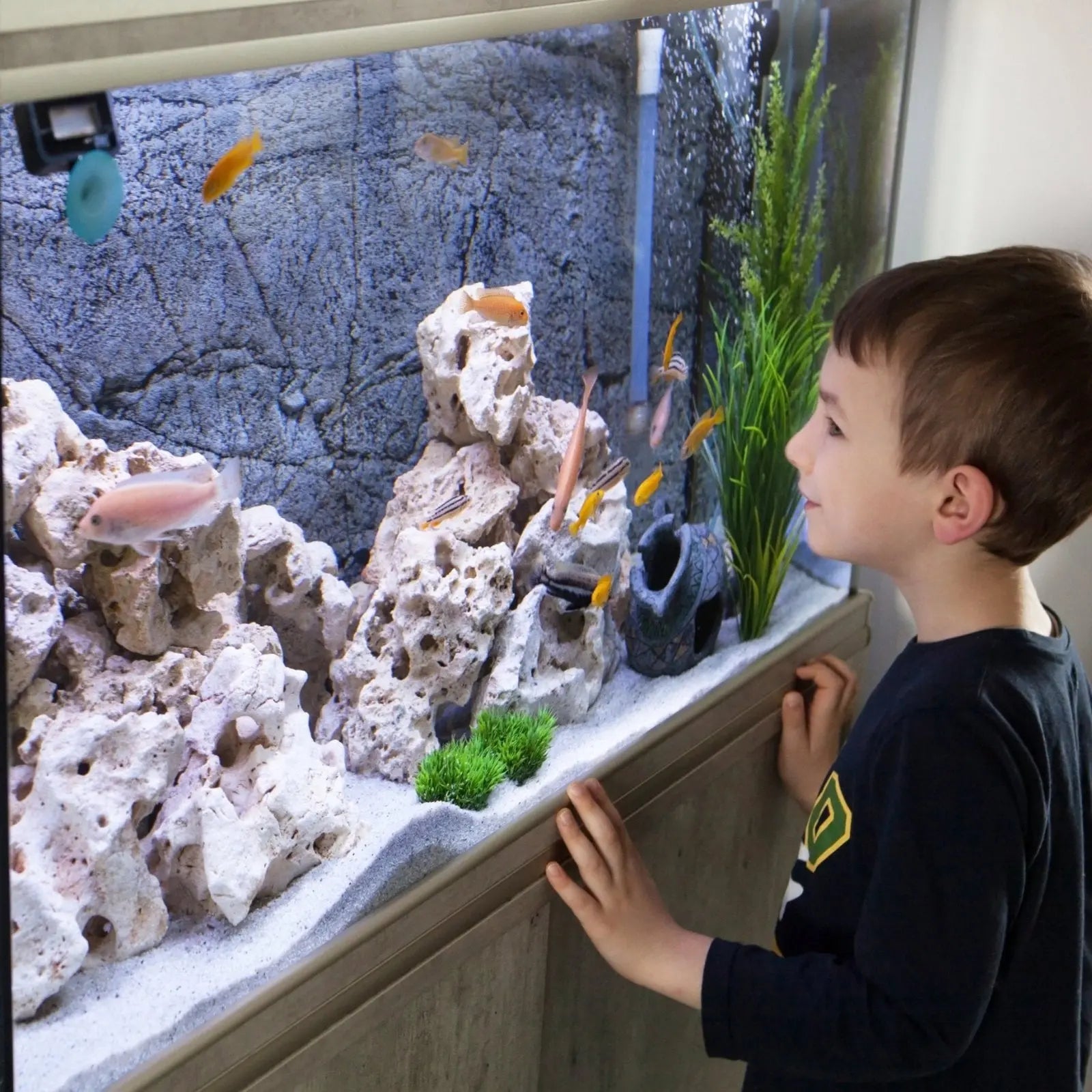 Tank Delivery - Kellyville Pets