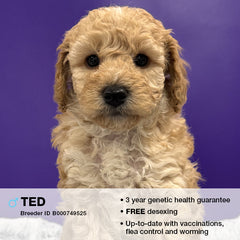 Ted the Poodle