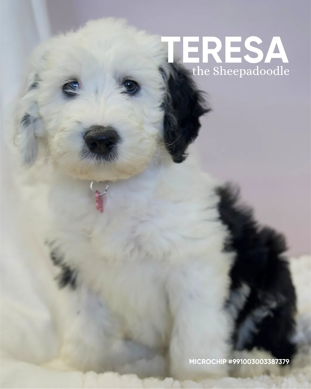 Teresa