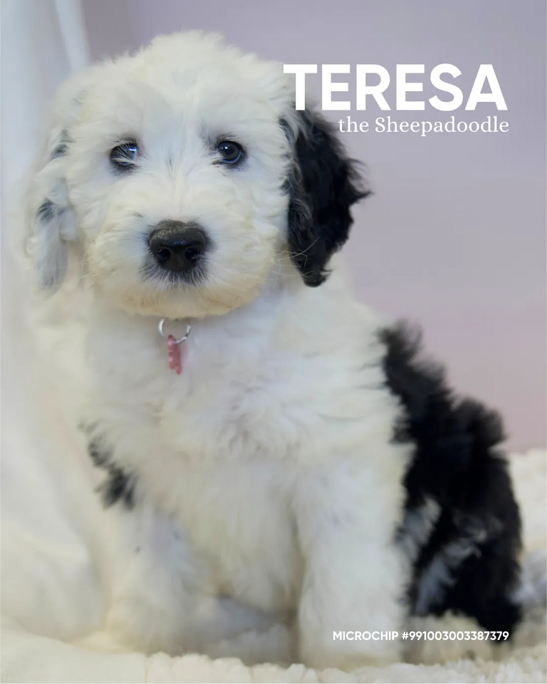 Teresa