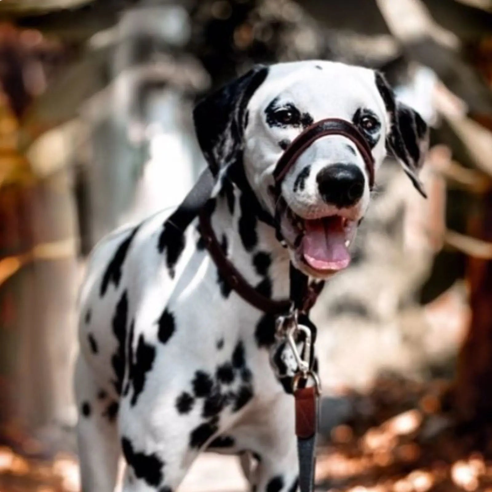 The Company of Animals Halti Optifit Headcollar The Company of Animals