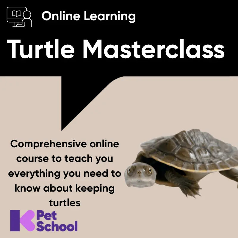The Turtle Masterclass - Kellyville Pets