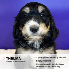 Thelma the Bernedoodle