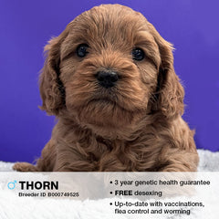 Thorn the Cavoodle