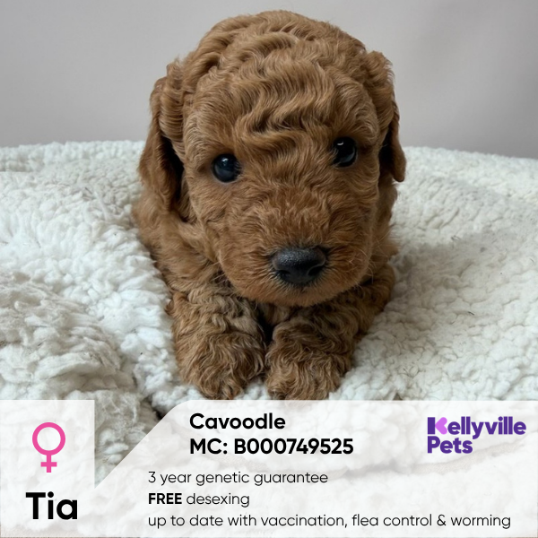 Tia