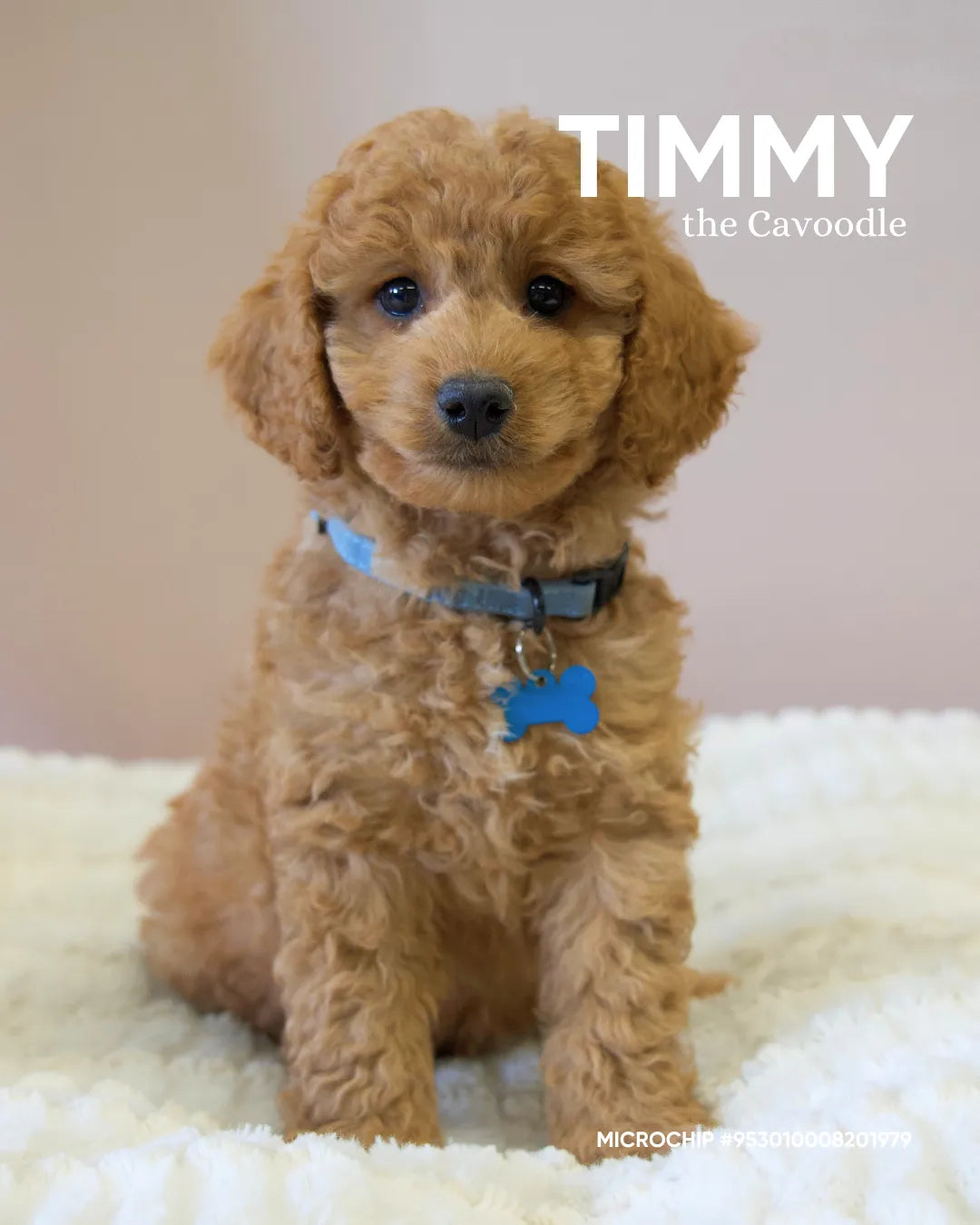 Timmy