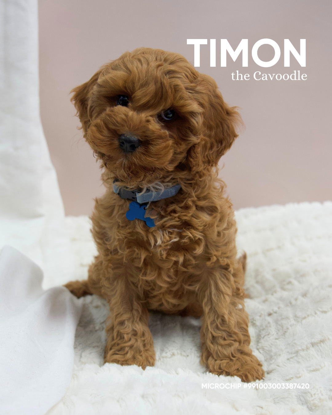 Timon
