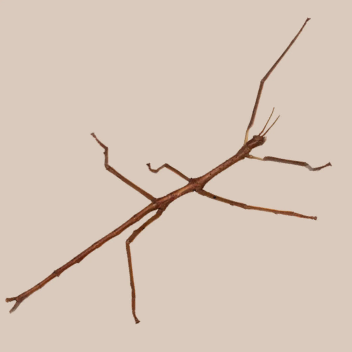 Titan Stick Insect