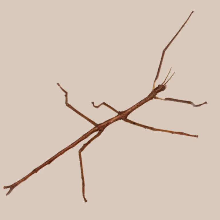 Titan Stick Insect