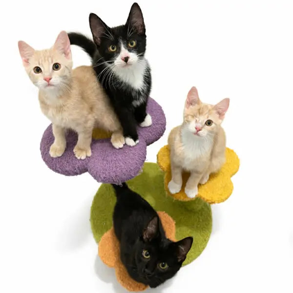 Tora, Toshi, Tao, and Tamaki New Life Cats