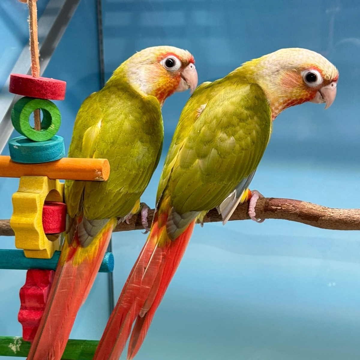 Meet Tuck & Ella - Cinnamon Green Cheek Conures