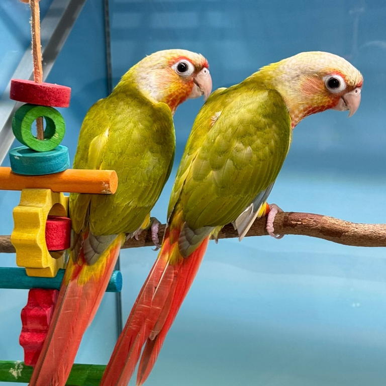 Meet Tuck & Ella - Cinnamon Green Cheek Conures