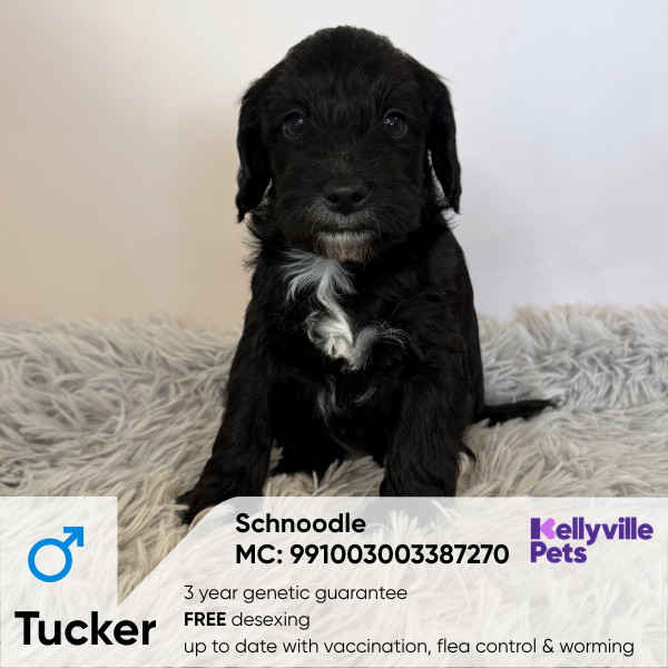 Tucker