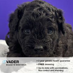 Vader the Cavoodle