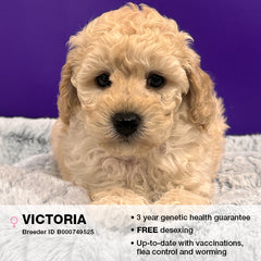 Victoria the Poodle