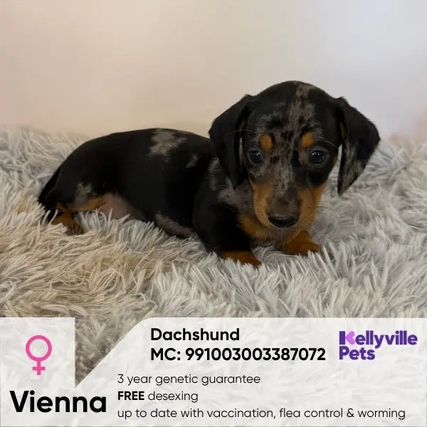 Vienna Rosie