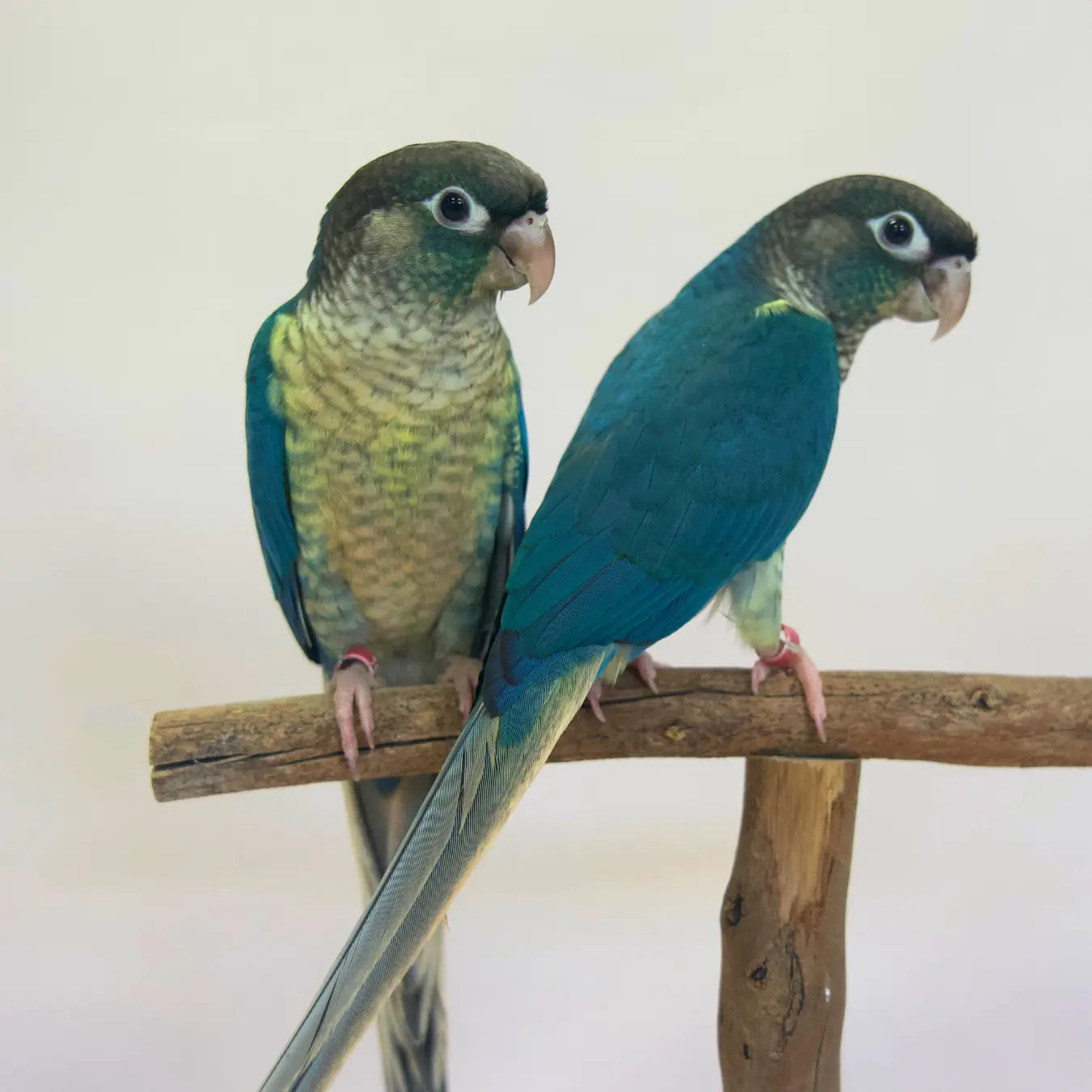 Violet & Indigo, our Single-Factor Violet Green Cheek Conures Kellyville Pets