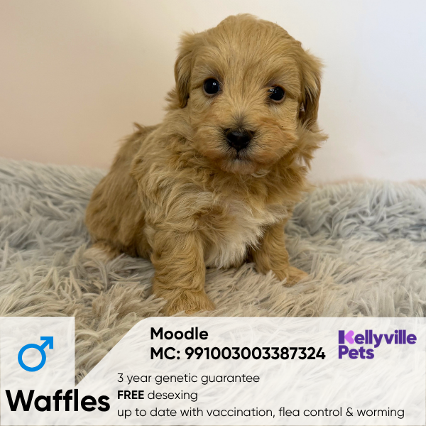 Waffles