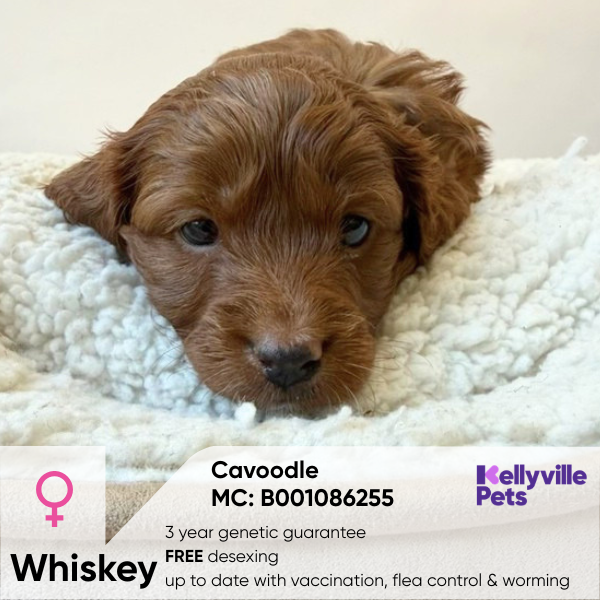 Whiskey