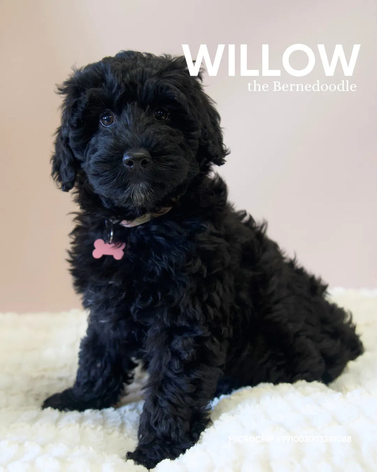 Willow