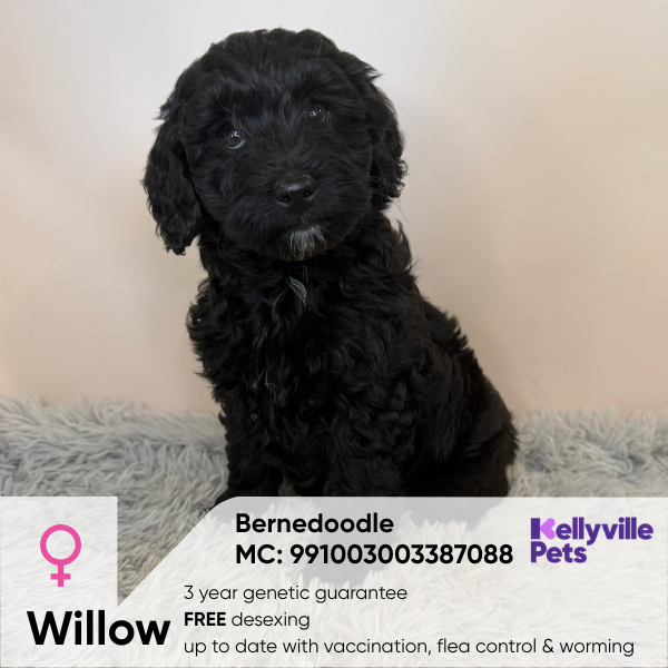 Willow