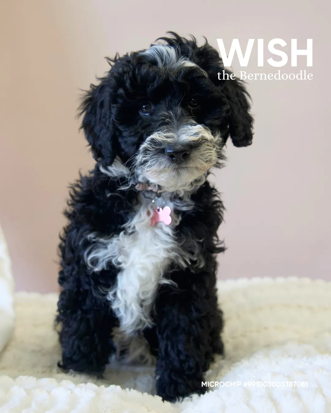 Wish