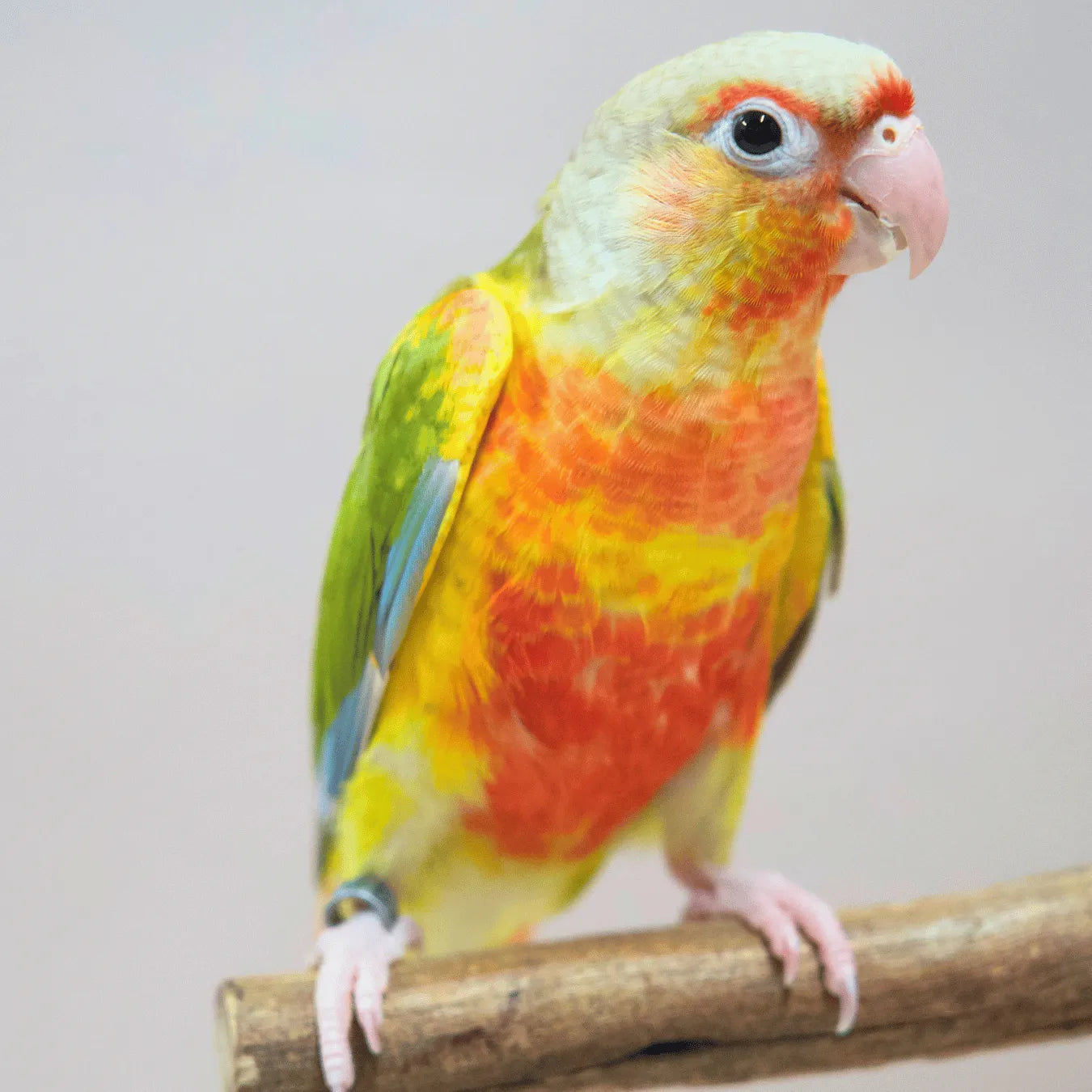 Meet Woody - Hand-Raised Pineapple Green Cheek Conure