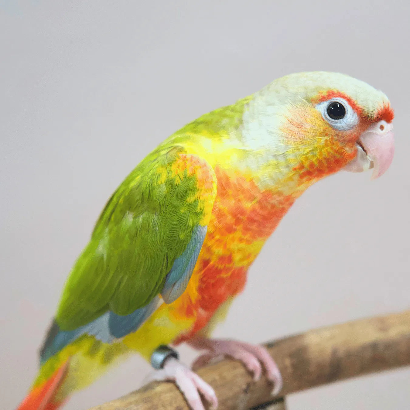 Meet Woody - Hand-Raised Pineapple Green Cheek Conure